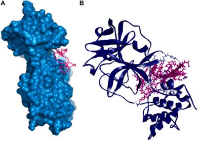 Prospective Role of Peptide-Based Antiviral Therapy Against the Main Protease of SARS-CoV-2